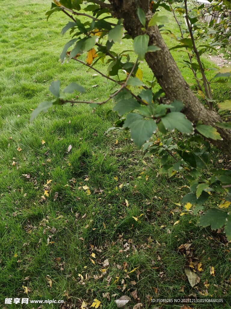 树下绿意盎然的自然景象