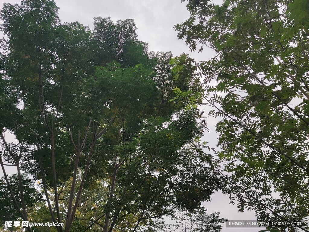 仰视茂密树林树冠