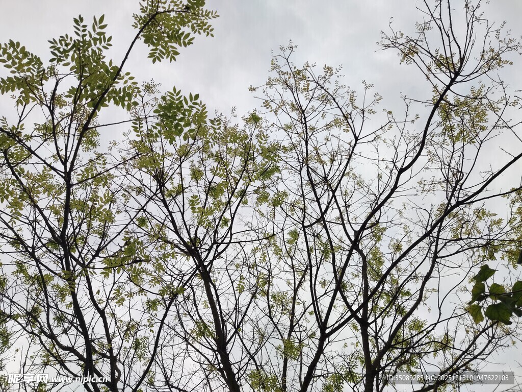 枝头新绿展现春日生机