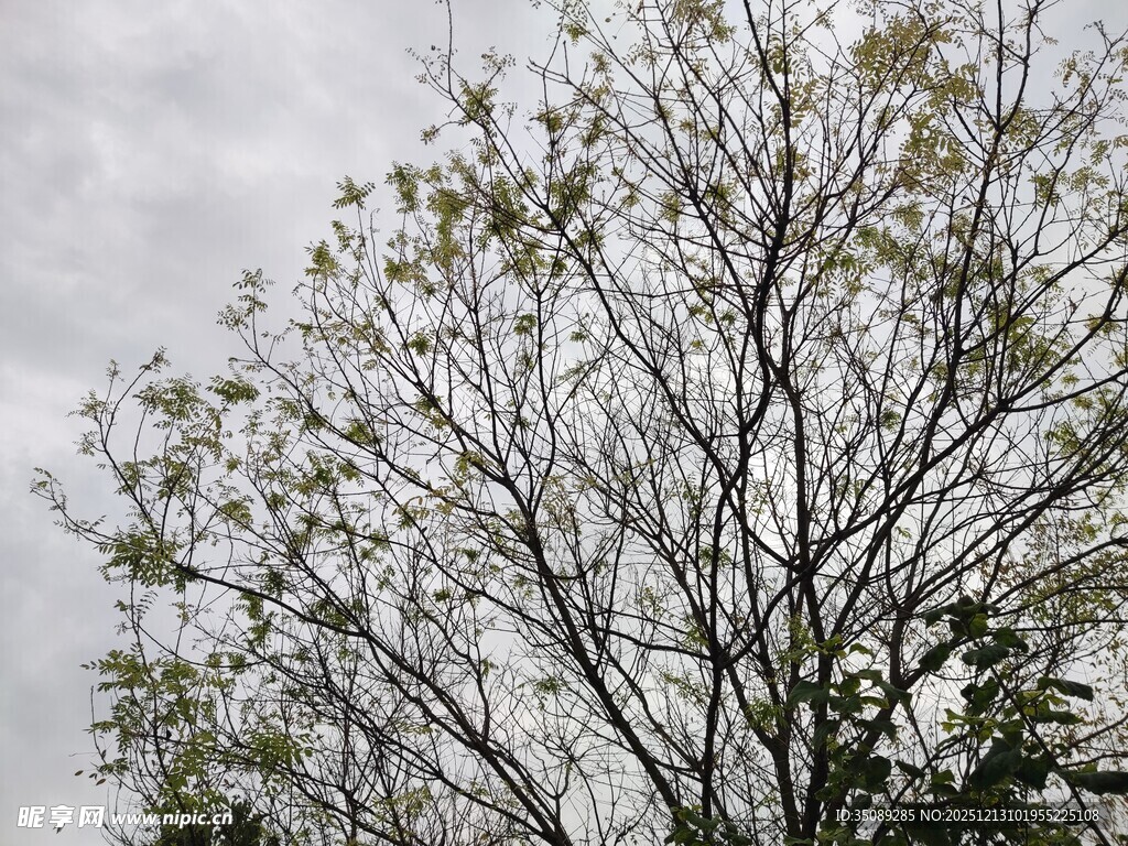 枝头绽放的稀疏花朵