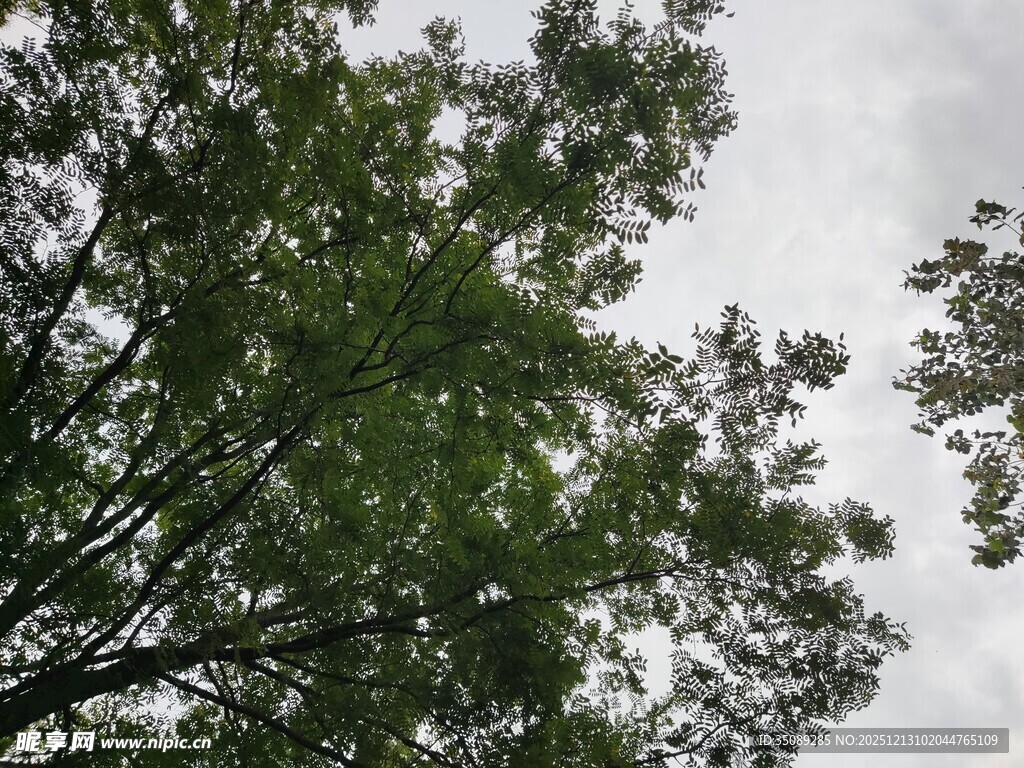 仰视绿树与天空