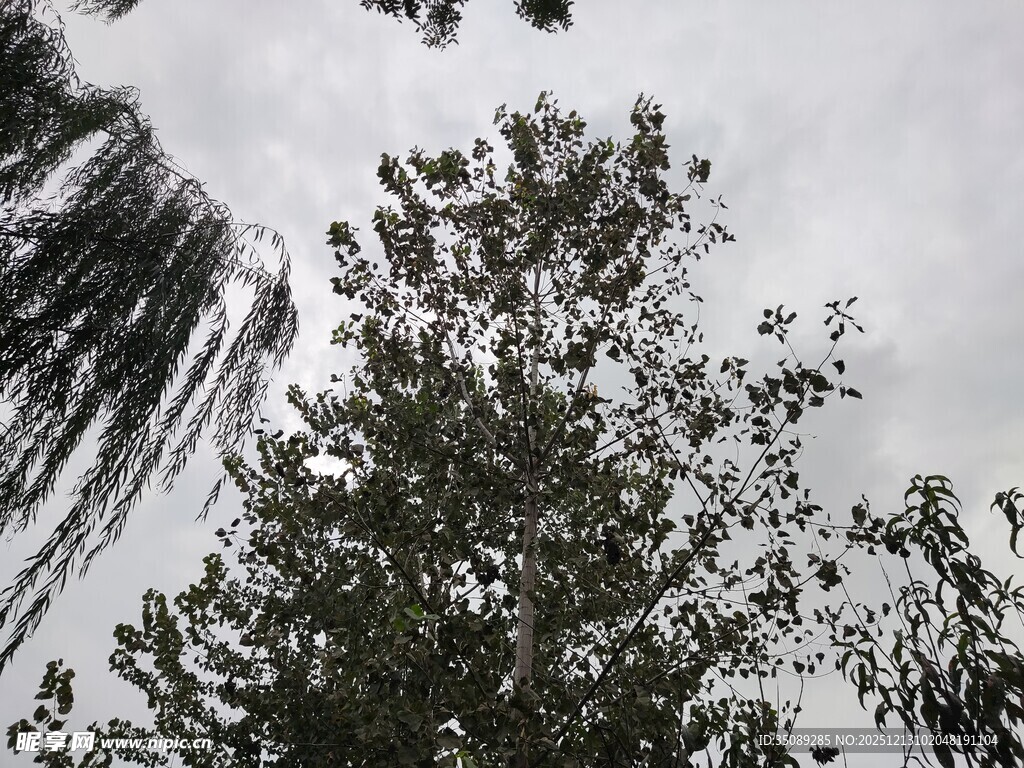 仰视天空中的繁茂树木