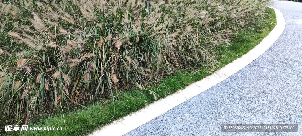 蜿蜒小路旁的茂盛芦苇