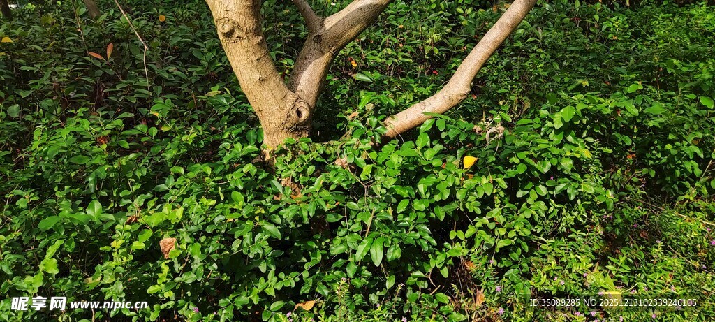 藤蔓缠绕的树木景象