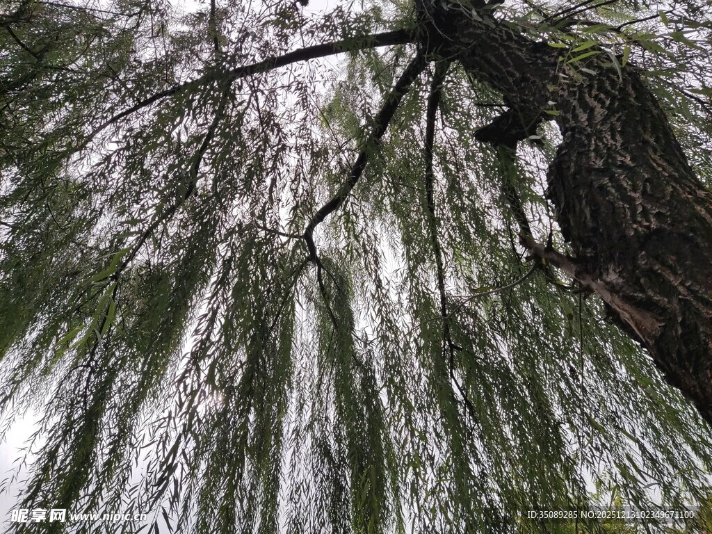 垂柳垂下的细长柳枝