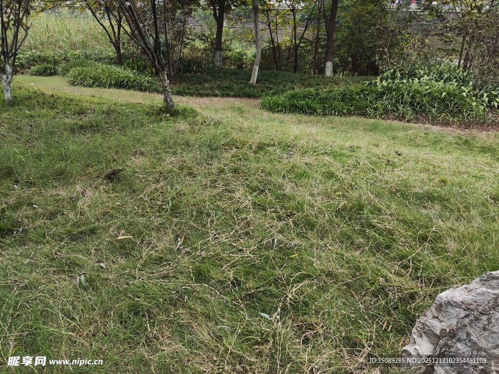 绿意盎然的林间草地