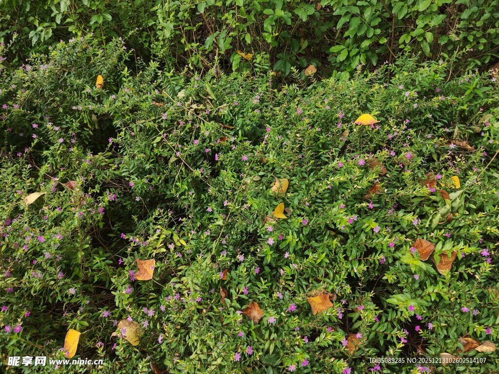 茂密绿植中的多彩景象