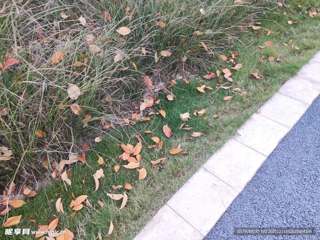 路边草地落叶景观