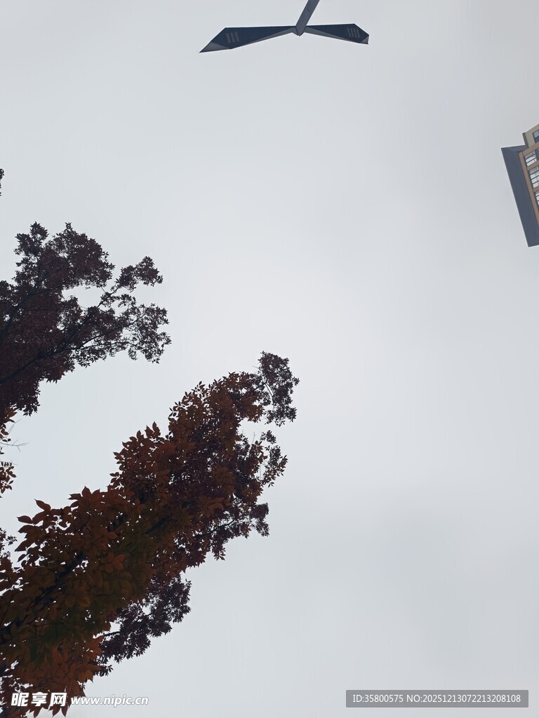 空中飞鸟与树梢