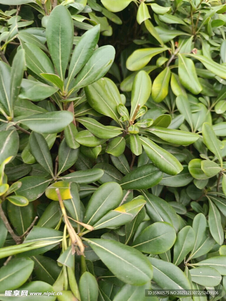 绿叶繁茂的植物景观