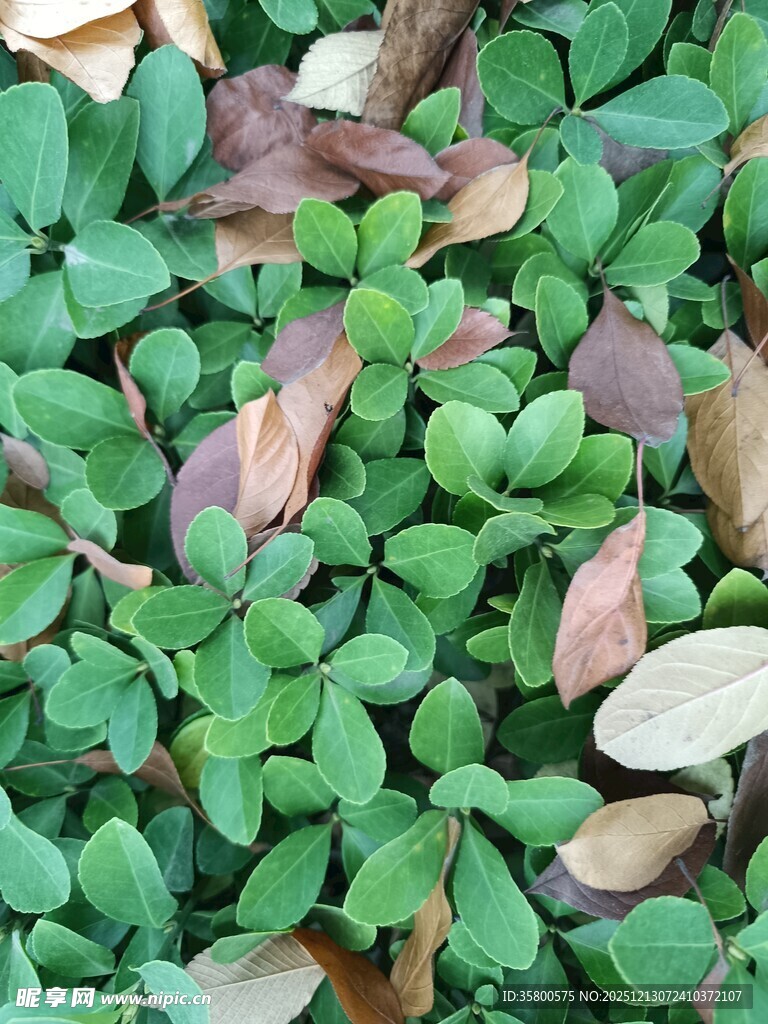 绿叶与变色叶片的植物景观