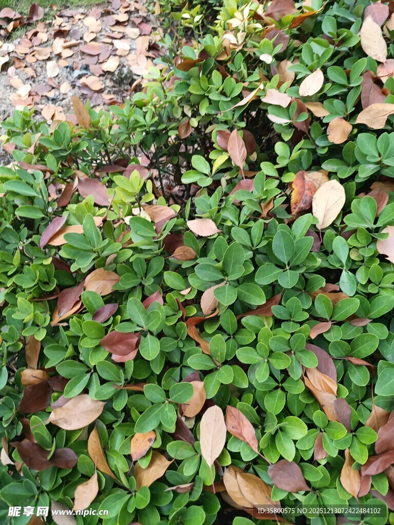 绿叶间的多彩植物景观