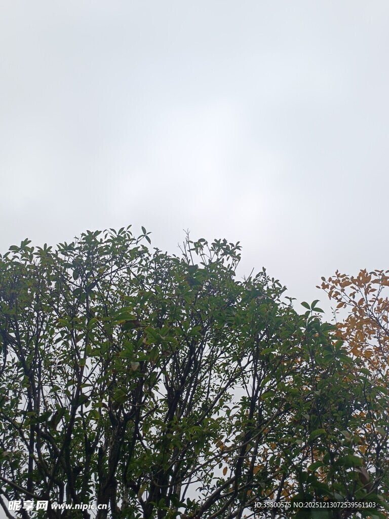 天空下的繁茂树木