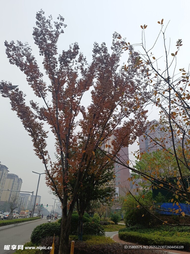 路边红叶树景观