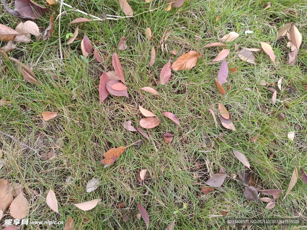 草地上的缤纷落叶