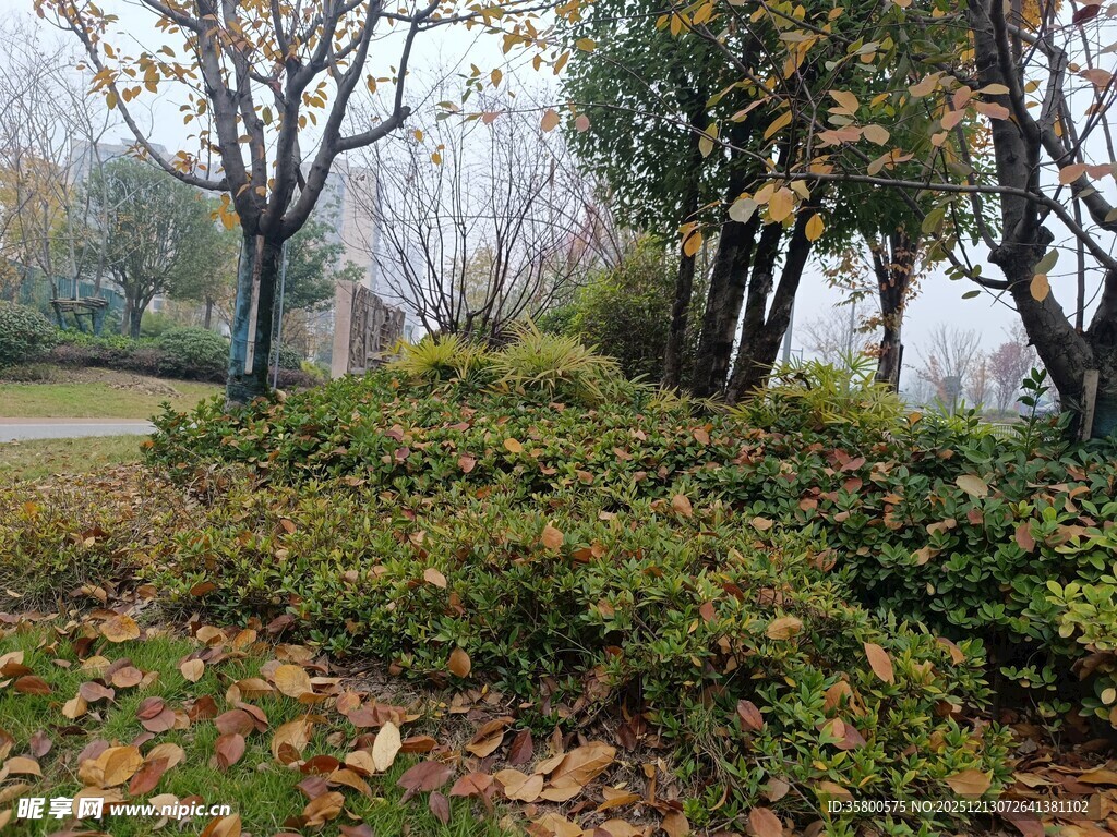 秋日公园绿植景观