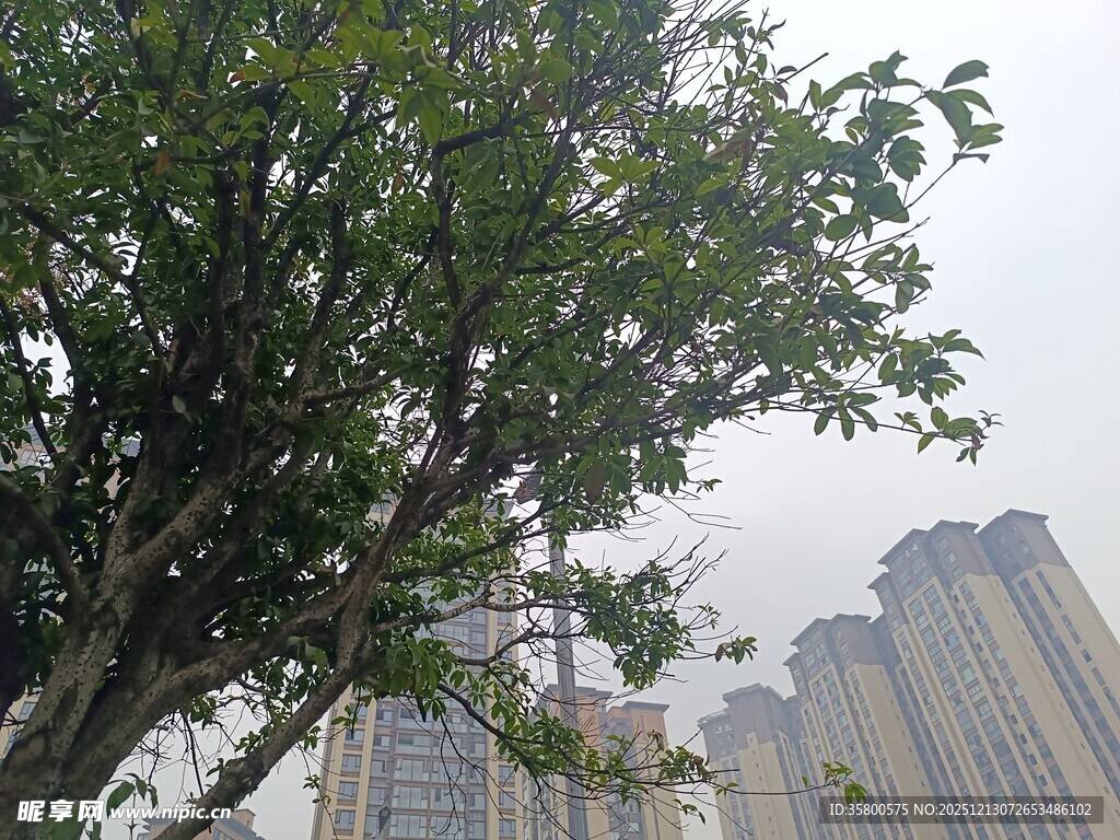 城市中茂盛的绿树