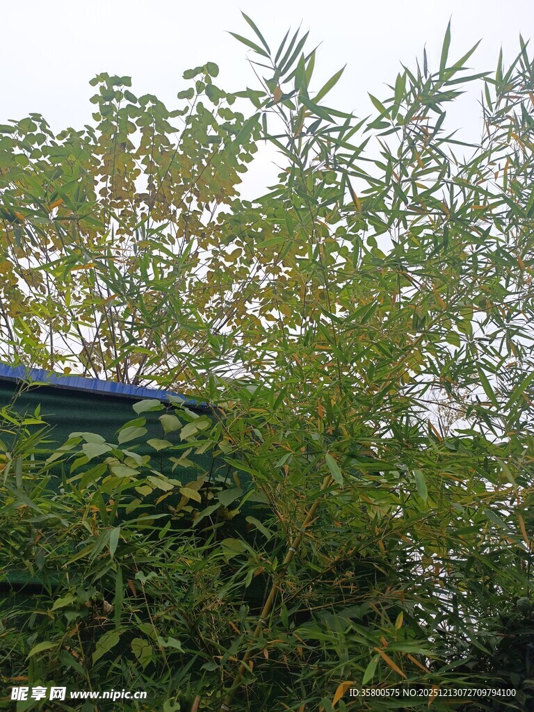 绿叶繁茂的户外植物景观