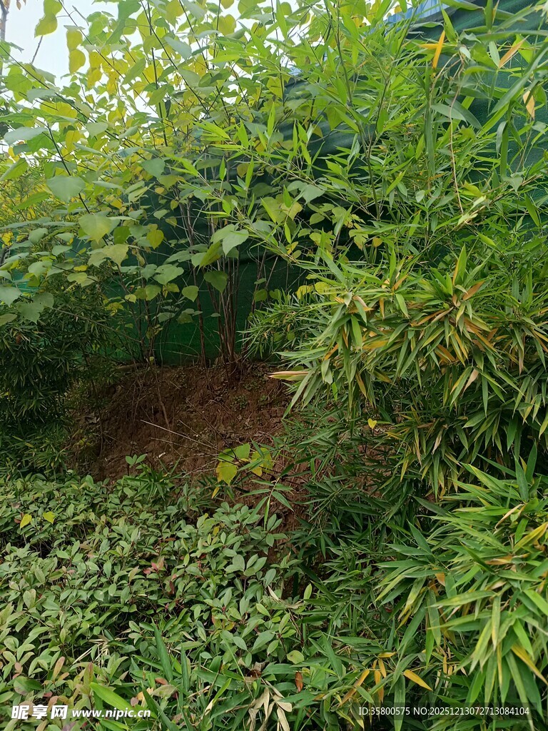 繁茂绿植景观