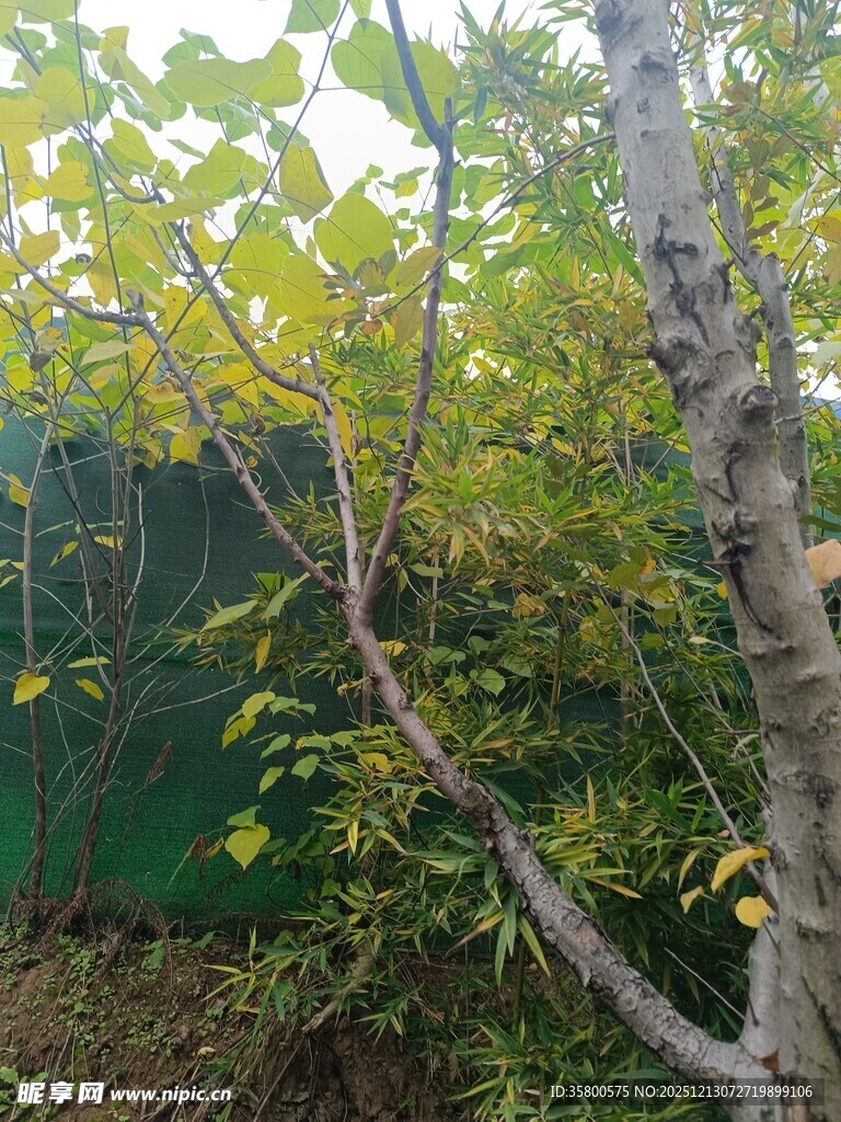 绿叶繁茂的树木景象