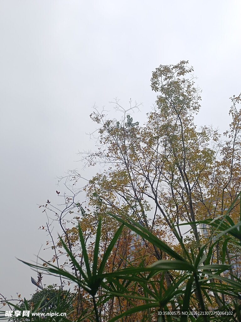 阴天中的繁茂绿植