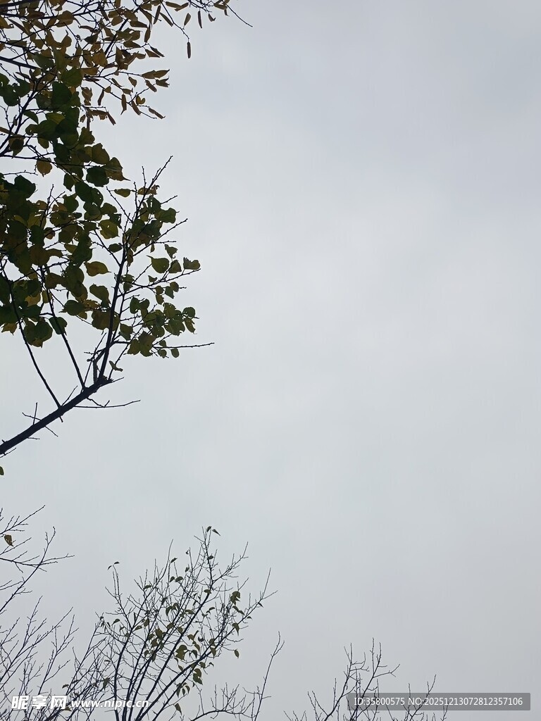 枝头映灰白天空