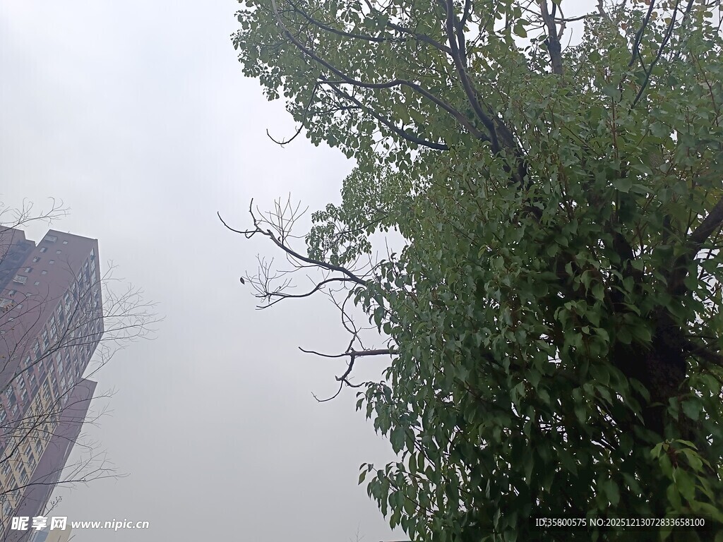 城市中高耸的绿树