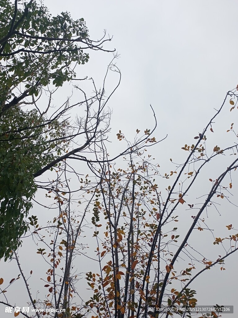 冬日枯树枝与绿叶景象