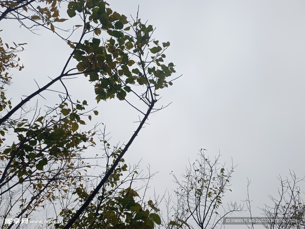 仰视树枝与天空景象