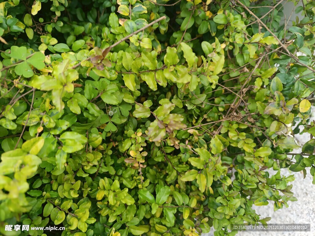 翠绿繁茂的攀爬绿植