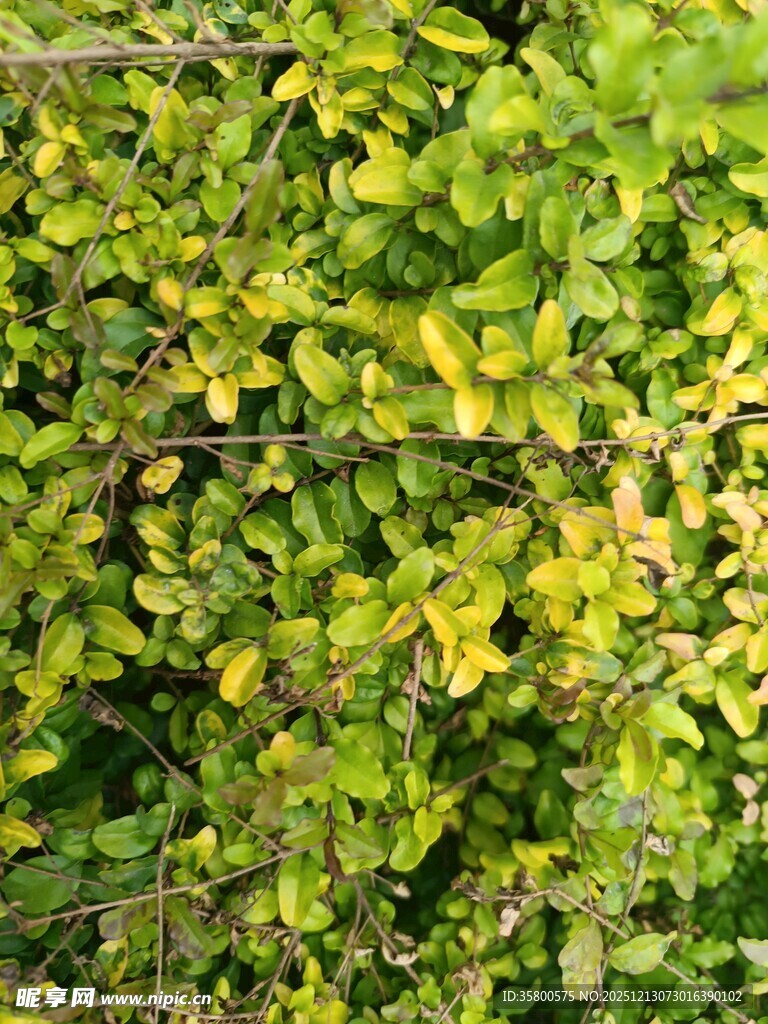 翠绿繁茂的植物景观