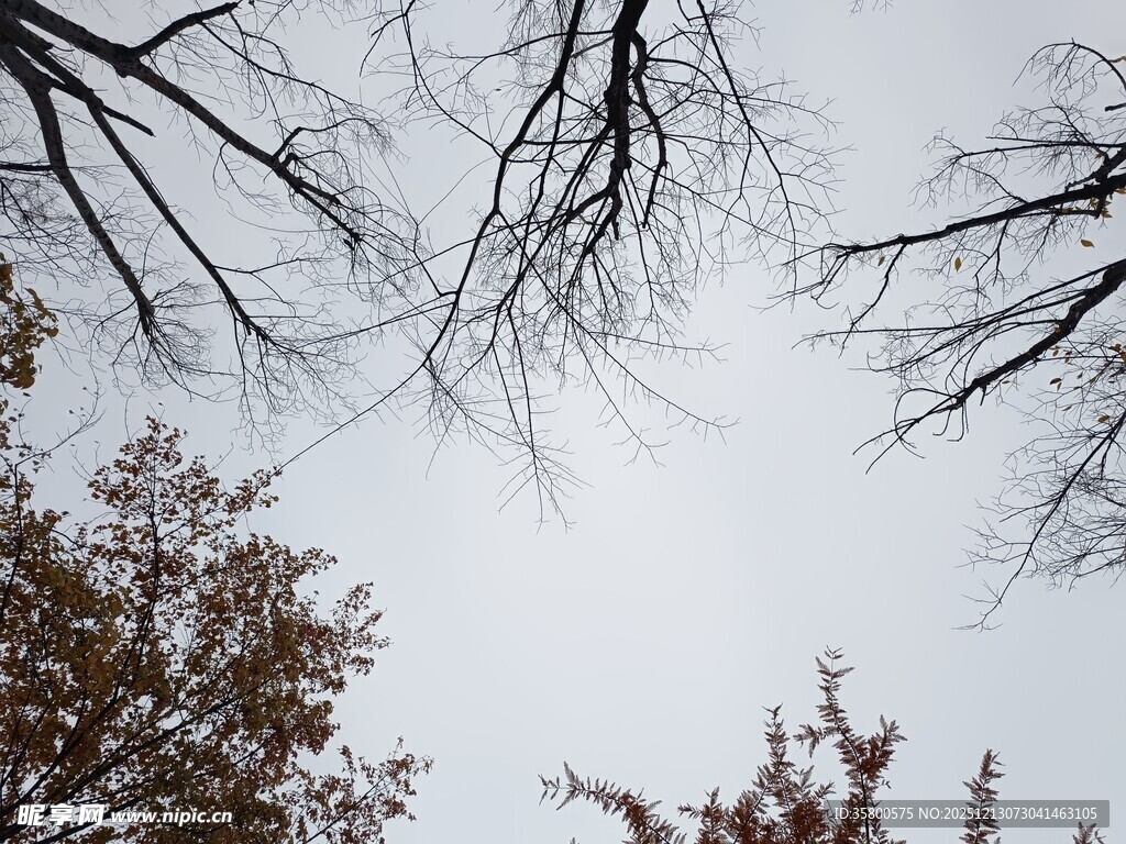 冬日枯树仰视图