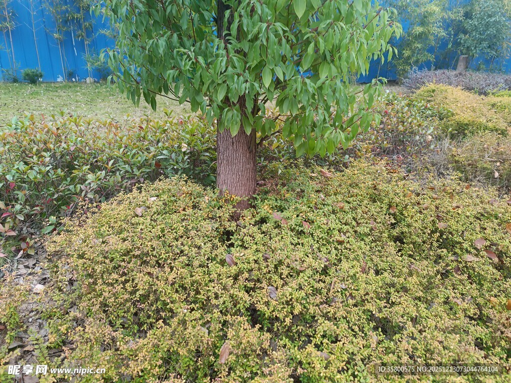 绿树挺立在繁茂植被间