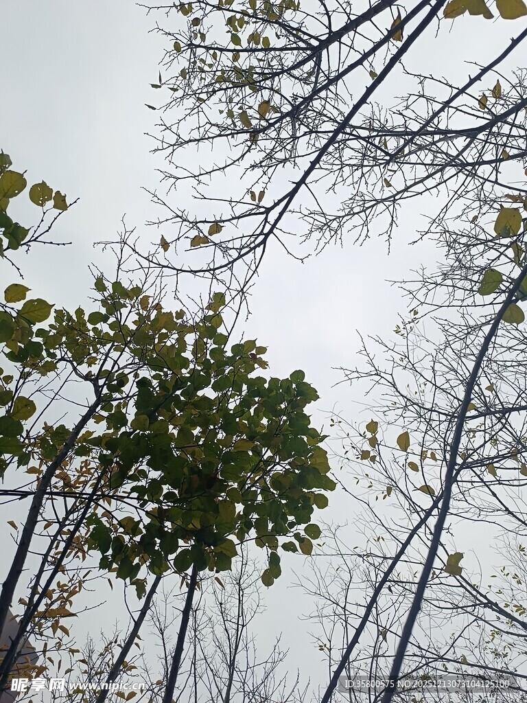 仰视冬日树木枝叶景观