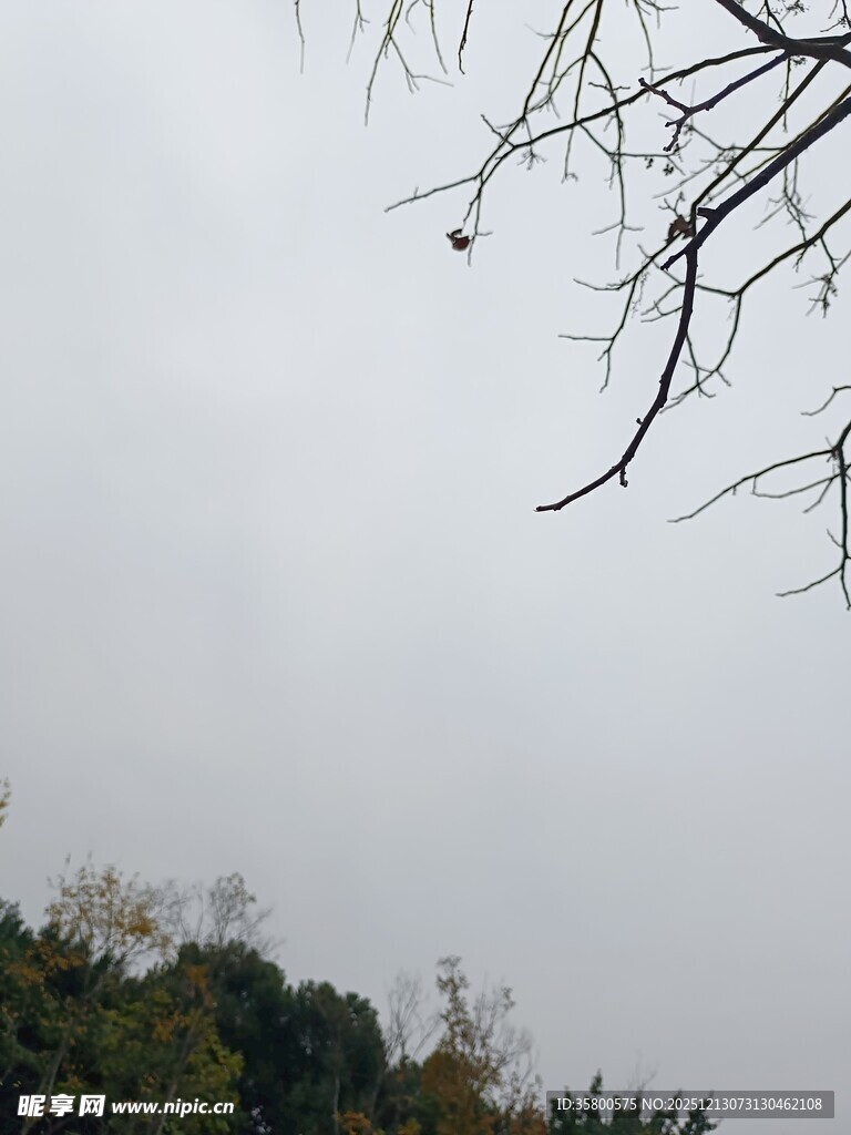 阴天树枝与远处树木景象