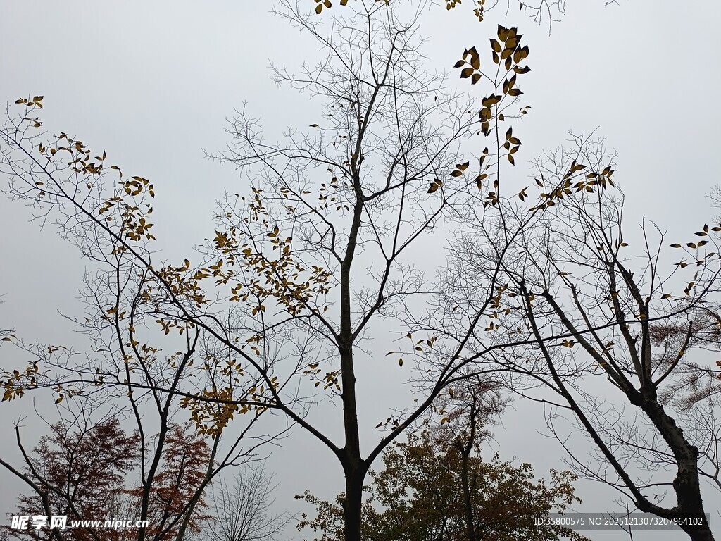 冬日萧瑟树枝景象