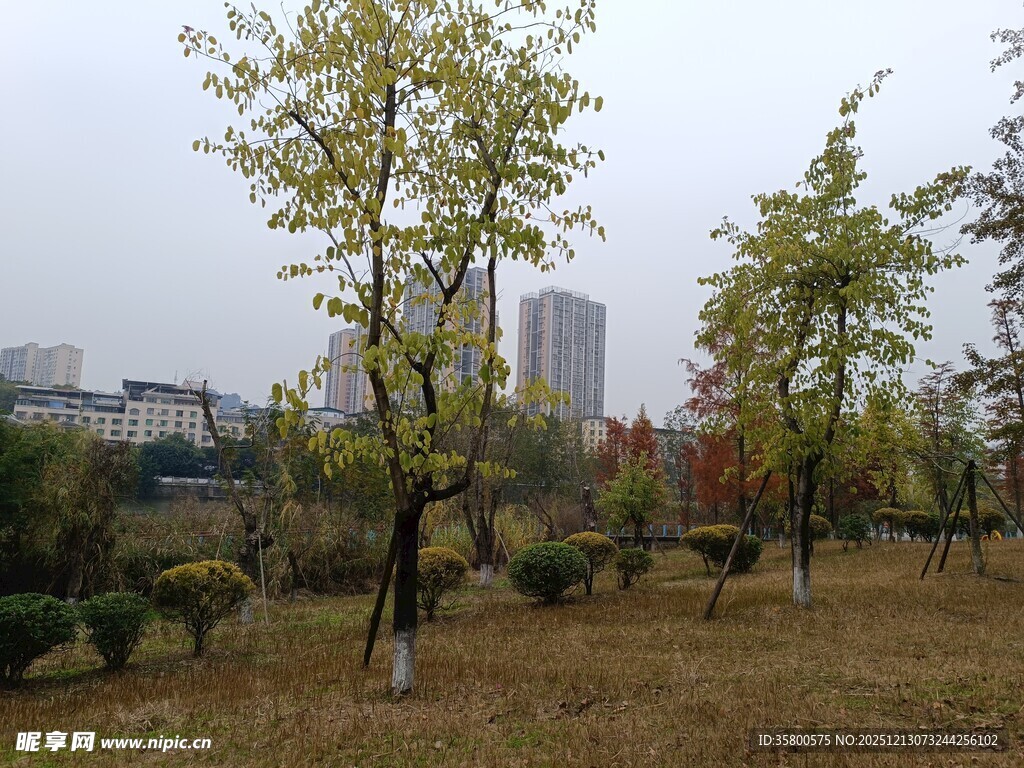 秋日城市公园树木景观