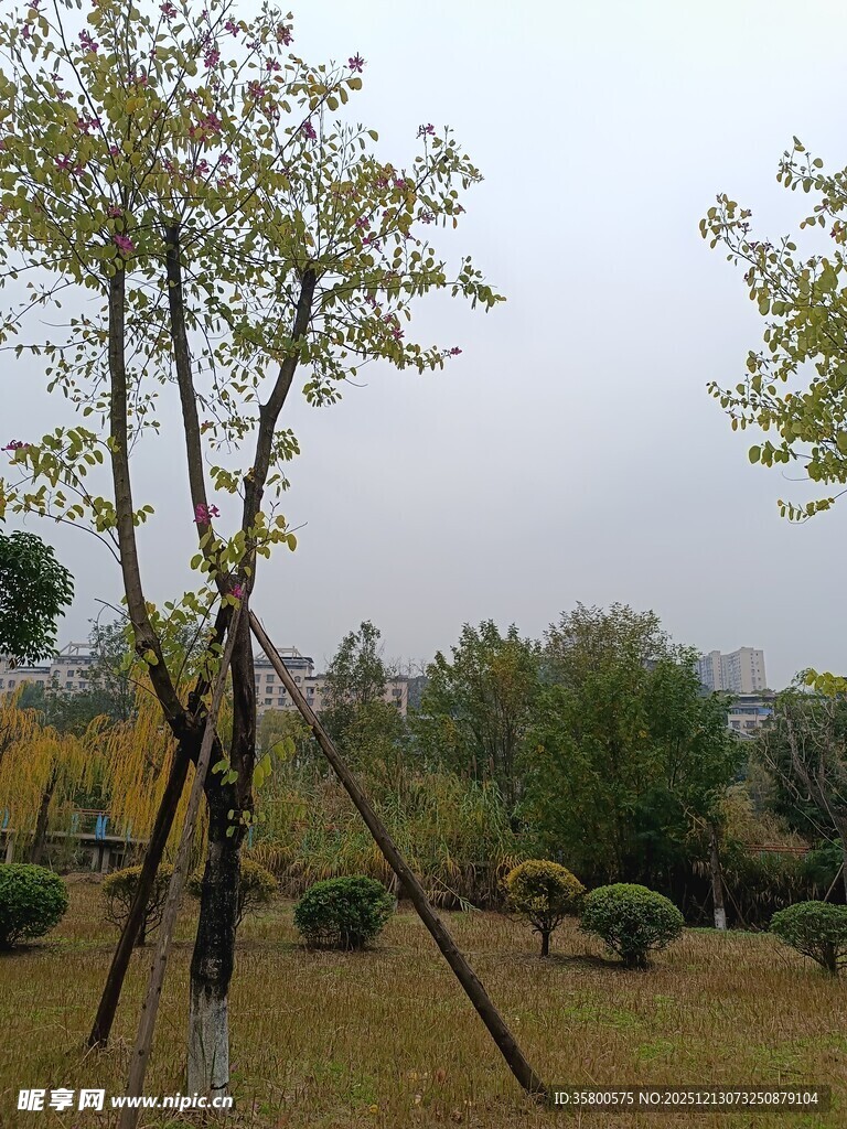 户外树木支撑场景