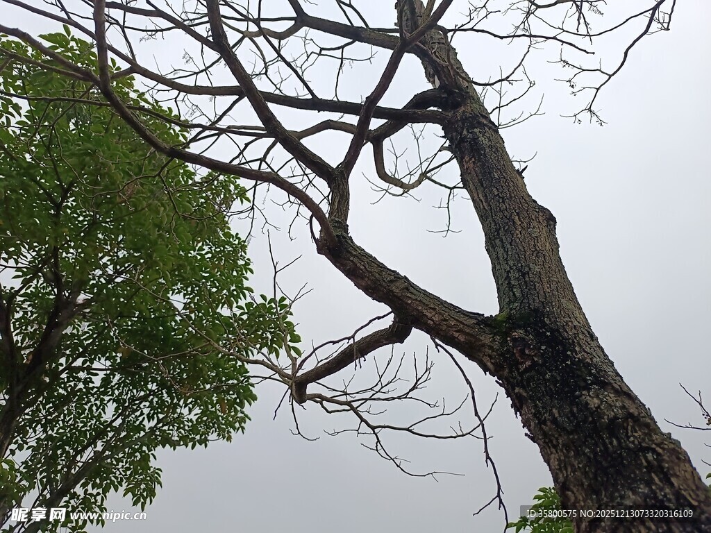 枯树与绿树的自然景象