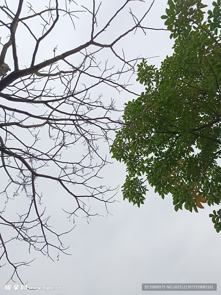 枯树与绿树的对比景象