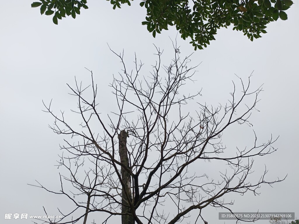 枯树与上方绿叶对比景象