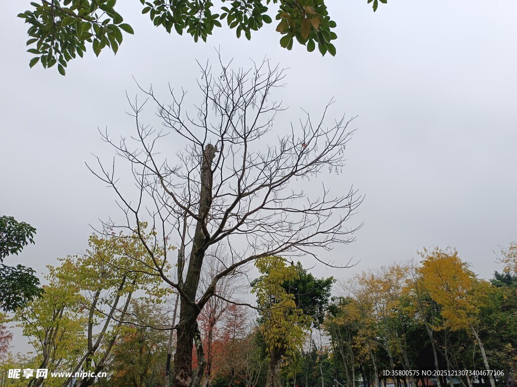 秋日枯树立于多彩林间