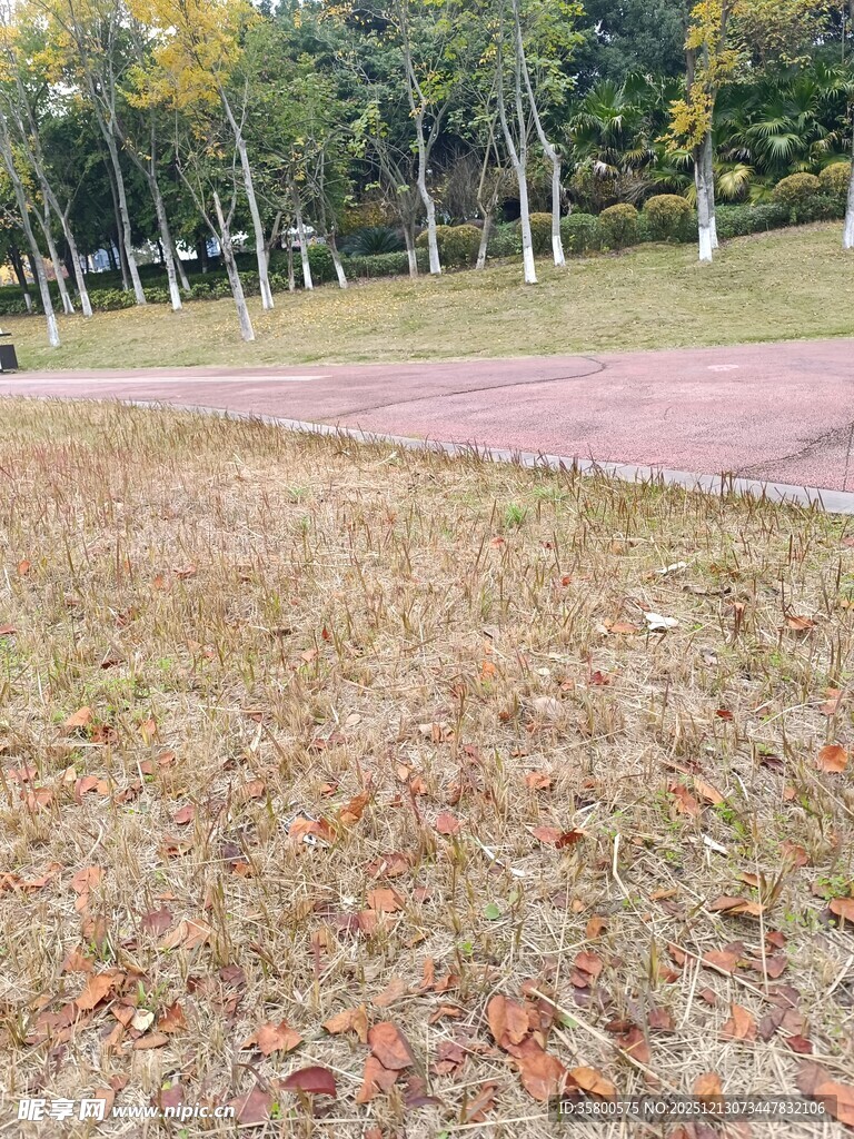 秋日公园草地与落叶景观