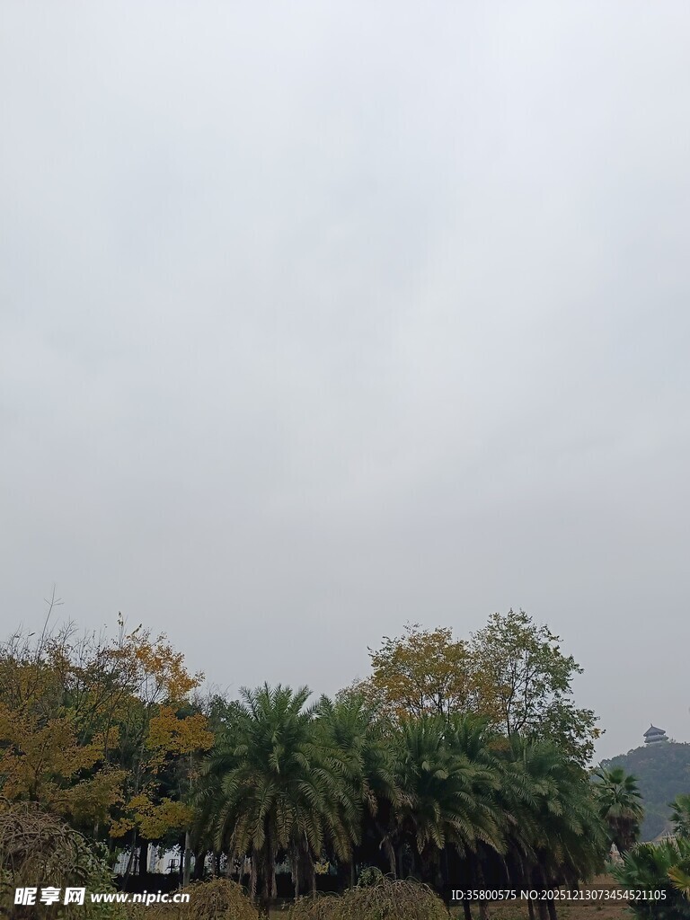 阴天里的树木景观