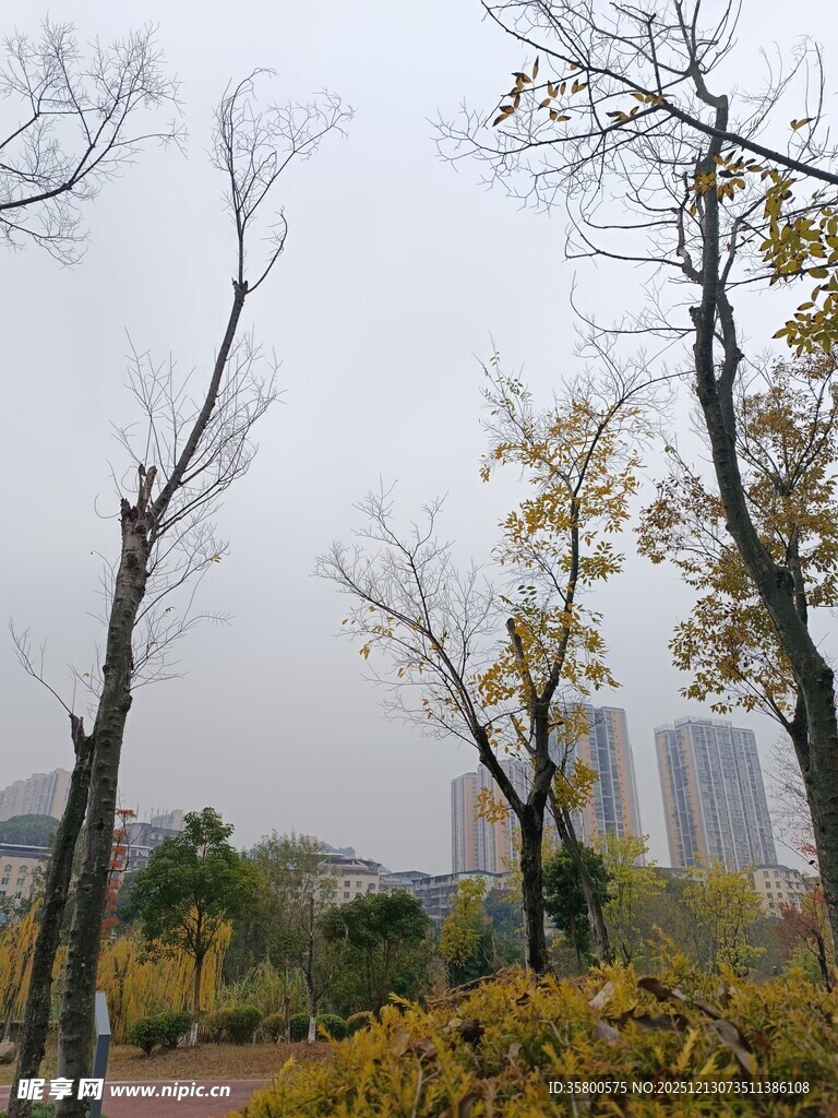 秋日公园萧瑟树木景象