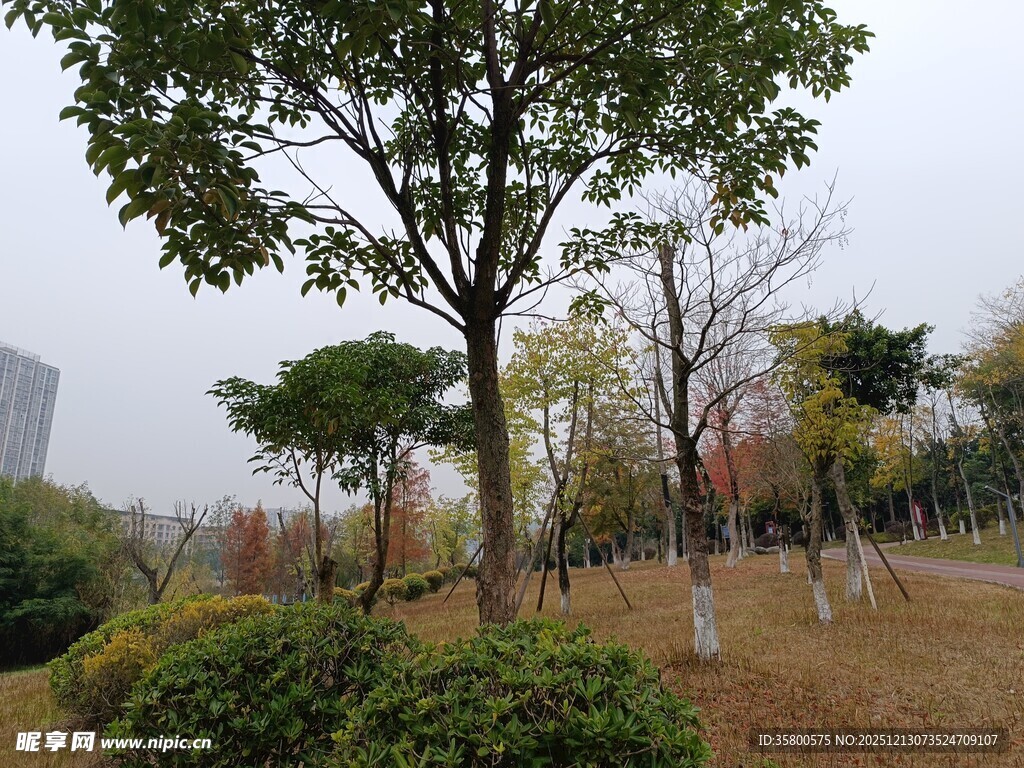 城市公园中的绿树与灌木