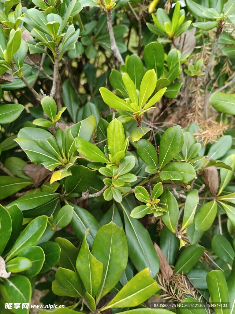 翠绿繁茂的植物叶片