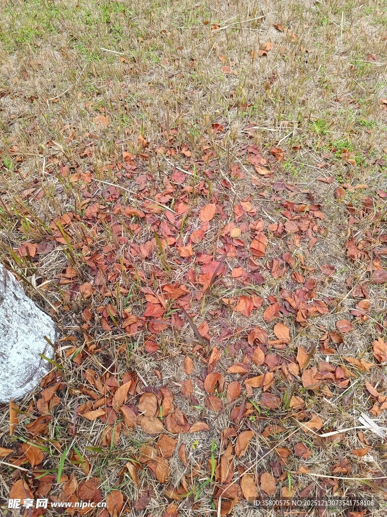 地面上的缤纷落叶