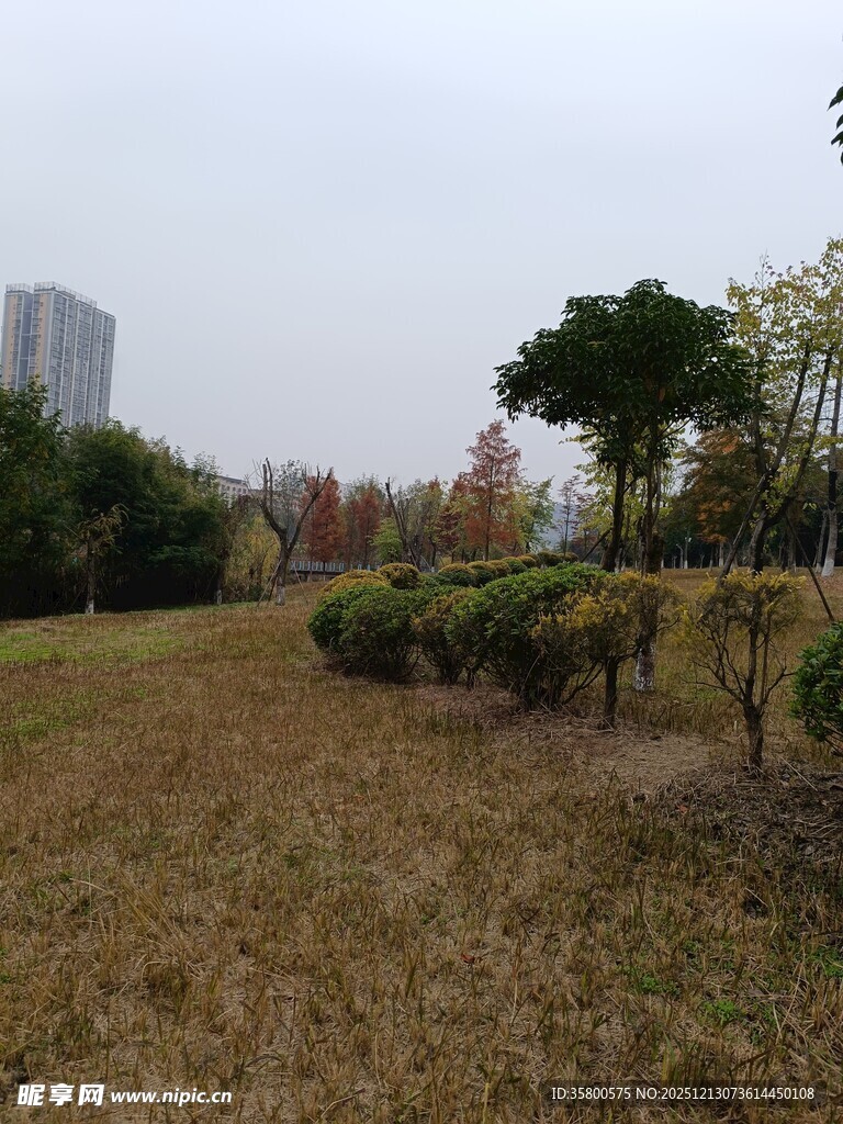 城郊草地与树木景观