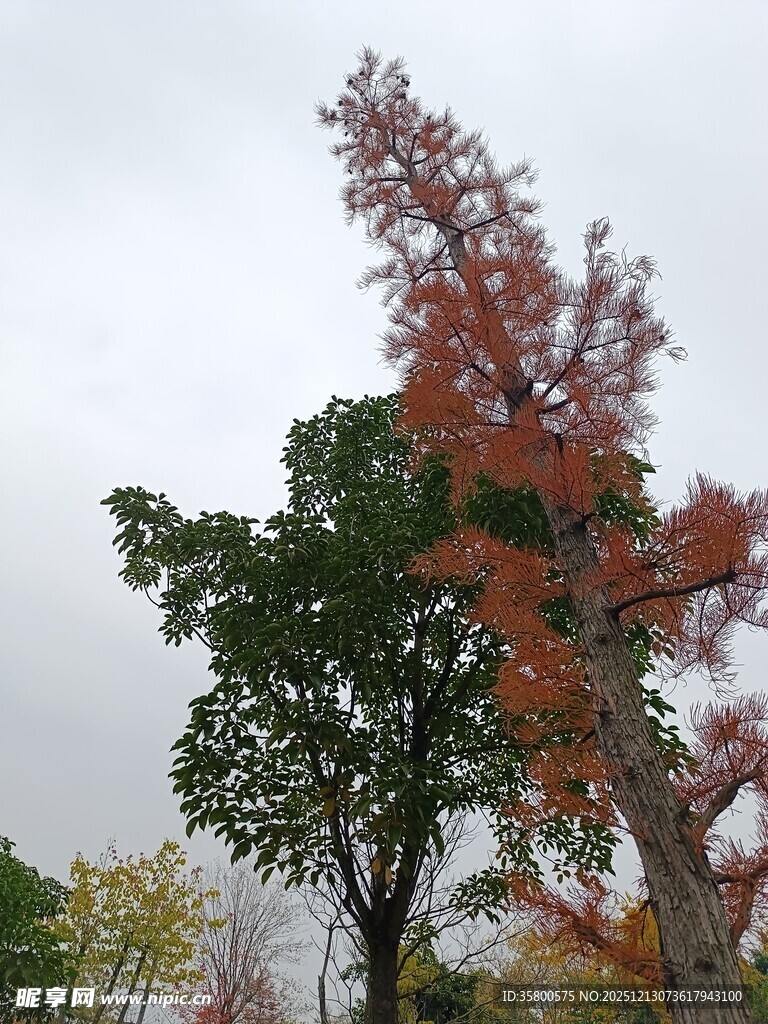 秋日多彩树木景致